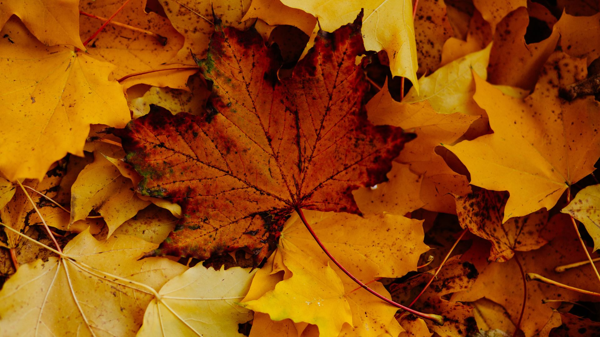 Autumn maple leaves in warm yellow, orange, and red tones